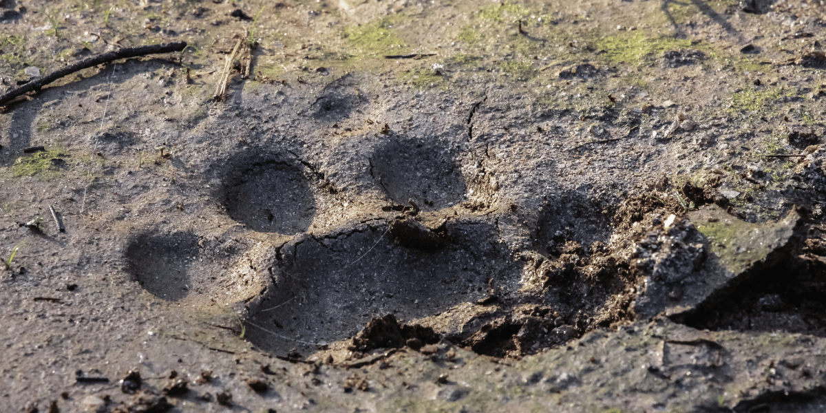 Tiger Footprint Image